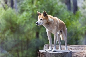 Dingo (Canis lupus dingo)