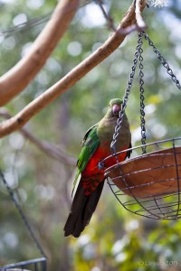 Female King Parrot (Alisterus scapularis) perched on a feed dish.