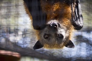 Close-up: head of a hanging Grey-headed Flying-fox (Pteropus poliocephalus).