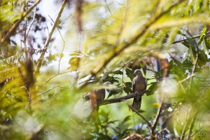 Dove in amongst greenery.