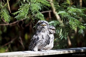 Two Tawny Frogmouths (Podargus strigoides) on a wooden plank.