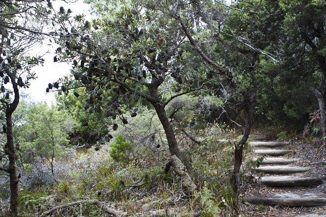 Landscape: The Path to The Pinnacles, Ben Boyd NP rises up through banksia trees.