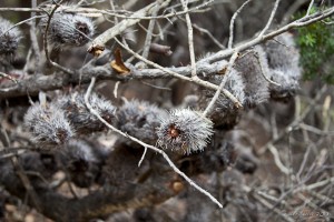 Close-up: Brown banksia flowers