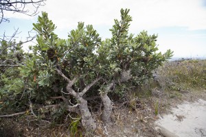 Saw Banksia or Old Man Banksia (Banksia Serrata) against a bright sky, Ben Boyd NP