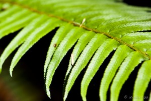 Close-up: Sword Fern leaves