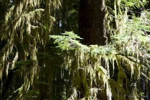 Moss draping over branches of a fir tree.
