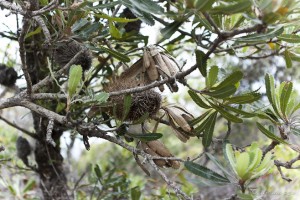 Banksia branch - browning seed pod.