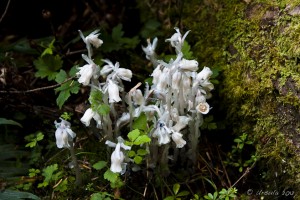 A delicate white Fungus surrounded by olive green moss.