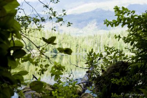 A view of Brown Lake from behind leaves; wooded mountains in the background.