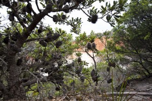 Landscape: Banksia branches silhouetted in front of cliffs of The Pinnacles, Ben Boyd NP.