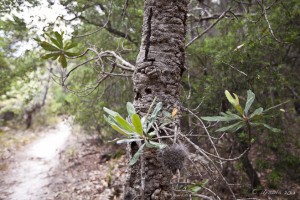 Landscape: Banksia trees on a sandy path, Ben Boyd National Park.