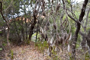 Leaves and Seeds