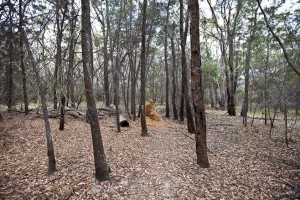 Landscape: Termite Mound amongst tall tree stems.