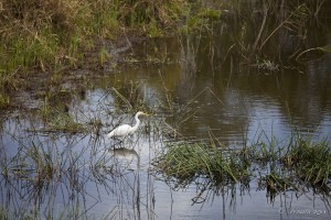 Landscape: A white egret wading in shallow wetlands.