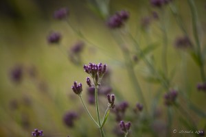 Small Purple wildflowers on a green background.
