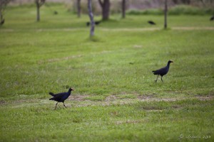 Swamphens