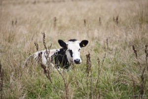 Black and white cow sitting in long pale grass.
