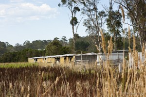 Landscape: Old Stable buildings behind grasslands; eucalyptus forest in the background.