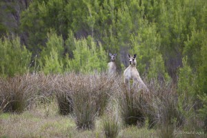 Eastern Grey Kangaroos