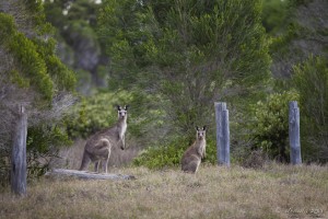 Two Eastern Grey Kangaroos against grass and scrub. Pamboola Wetlands, NSW
