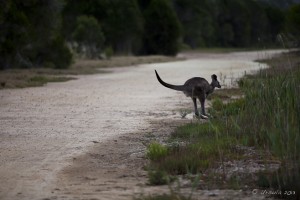 Evening shot of a kangaroo crossing a sandy road into scrub.