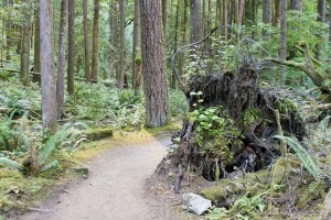 Dirt pathway through stems of hemlock cedar and fir trees.