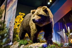Stuffed Grizzly Bear under glass and coloured lights, Buffalo Bill Historical Center, Cody WY