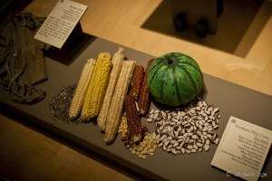 Display of Ancient Corns: The Plains Indian Museum: Buffalo Bill Historical Center