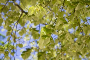 Looking up to the sky, through fresh green spring leaves.