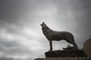 Sculpture of a wolf howling, outside the Buffalo Bill Historical Center