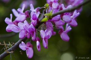 Close-up: purple pea-like flower.