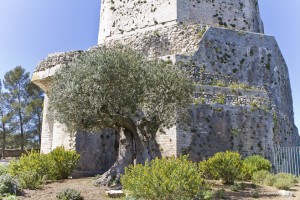 Olive tree and vegetation at the base of La Tour Magne, Nîmes.