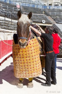 A draft horse being fitted with a heavy padded 
