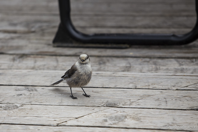 Close up: A Gray Jay/Grey Jay on a wooden deck.