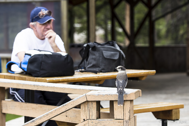 A grey jay/ gray jay sits on a wooden railing,  Maligne Lake