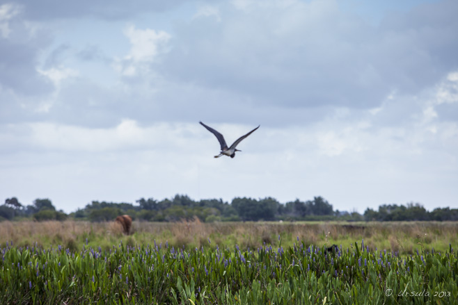 Lake Kissimmee landscape: Great Blue Heron against an overcast sky.