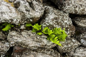 Close-up: Ferns growing amid the wet stones of the Caherconnell Stone Fort, Co Clare, Ireland