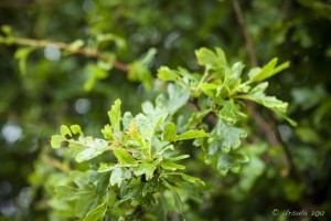 Close-up: wet hawthorn leaves.