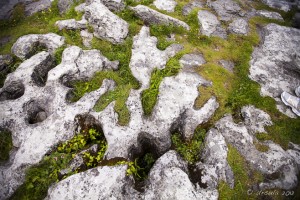 Close-up: the porous limestone pavement around the Poulnabrone Tomb, Co Clare, Ireland, pockmarked with moss and other growths.