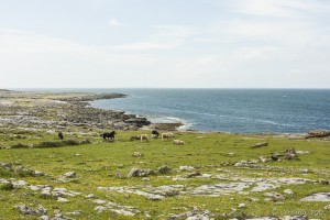 Landscape: Rugged coast of the Burren, with ponies grazing on the short grasses, Co Clare, Ireland