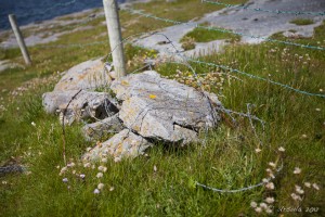 Stones at the base of a barbed wire fence; small daisies growing at the base. The Burren, Co Clare, Ireland.