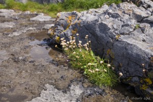 Flowers in the Fissures