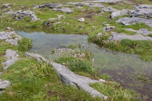 Landscape: Puddles of water collected in the limestone pavers of The Burren, Co Clare, Ireland