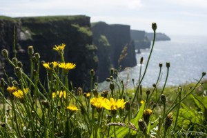 Dandelions in bloom in front of the Cliffs of Moher, Co Clare, Ireland