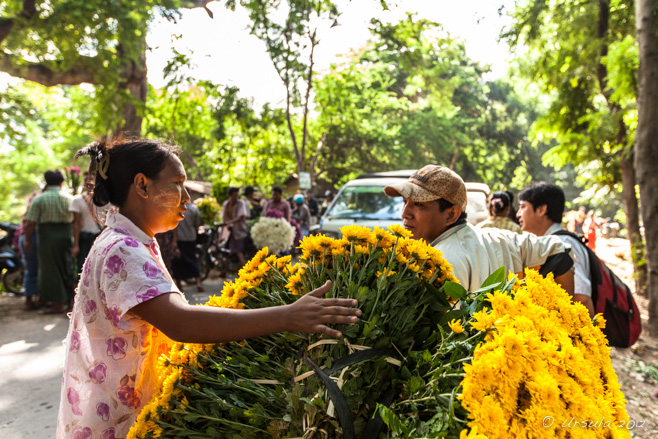 Street scene: a burmese woman with a load of yellow chrysanthemums, Pyin Oo Lwin, Myanmar 