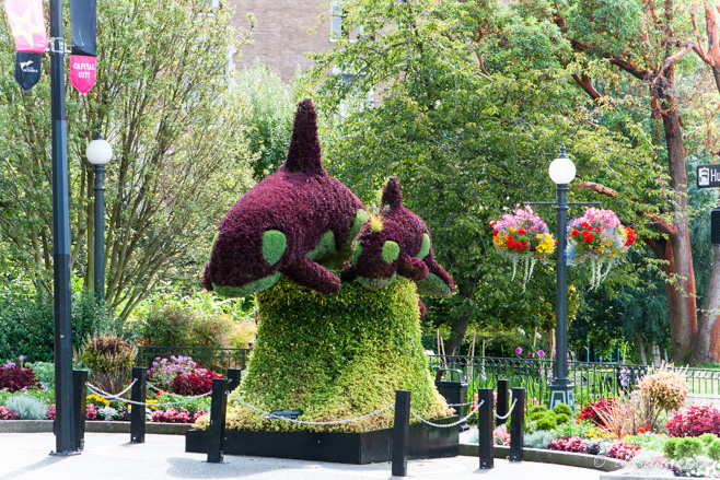 Topiary orcas, downtown Victoria, 