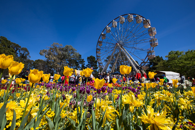 A ferris wheel behind colourful tulips, Floriade, Canberra AU