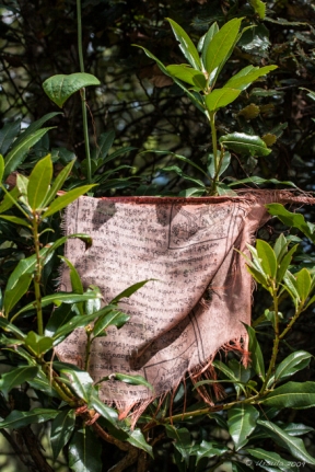 Frayed red Bhutanese Prayer Flag in green vegetation