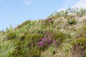 Wild grasses, Heather and Broom, Galway Ireland