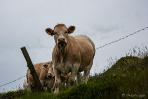 Fat Cows against an overcast sky, Clifden Ireland